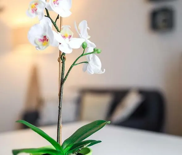 Lejlighed Le Duc De *